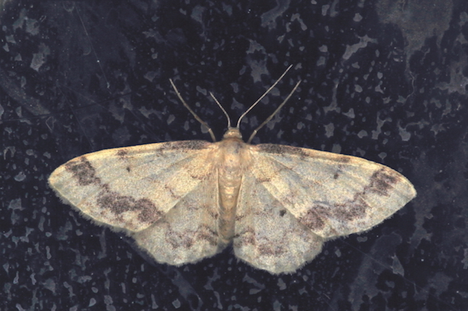 Idaea trigeminata? S